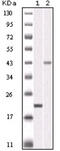 Aurora Kinase B antibody, abx010562, Abbexa, Enzyme Linked Immunosorbent Assay image 