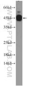 CCAAT Enhancer Binding Protein Gamma antibody, 12997-1-AP, Proteintech Group, Western Blot image 