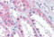 Thioesterase Superfamily Member 4 antibody, MBS244653, MyBioSource, Immunohistochemistry frozen image 