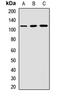 CD6 Molecule antibody, LS-C668038, Lifespan Biosciences, Western Blot image 