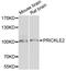 Prickle Planar Cell Polarity Protein 2 antibody, STJ110329, St John