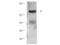 Protein Kinase C Beta antibody, NB110-86972, Novus Biologicals, Western Blot image 