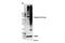 TXRX  phosphate antibody, 8142S, Cell Signaling Technology, Western Blot image 