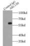 ADP Ribosylation Factor Like GTPase 13B antibody, FNab00572, FineTest, Immunoprecipitation image 