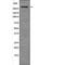 ATM Serine/Threonine Kinase antibody, PA5-64543, Invitrogen Antibodies, Western Blot image 