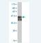 SMAD Family Member 9 antibody, H00004093-M02, Novus Biologicals, Western Blot image 