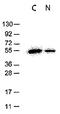 FLAG antibody, AM08434PU-S, Origene, Western Blot image 