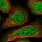 Regulatory Factor X3 antibody, PA5-57366, Invitrogen Antibodies, Immunofluorescence image 