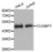 CUGBP Elav-Like Family Member 1 antibody, abx000085, Abbexa, Western Blot image 