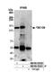 TBC1 Domain Family Member 9 antibody, NB100-55320, Novus Biologicals, Western Blot image 