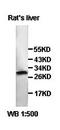 Small heterodimer partner antibody, orb77759, Biorbyt, Western Blot image 