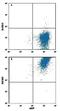 Sodium-iodide symporter antibody, MAB8367, R&D Systems, Flow Cytometry image 