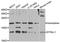 Dynein Light Chain LC8-Type 1 antibody, A03454, Boster Biological Technology, Western Blot image 