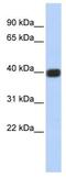 Gap Junction Protein Delta 2 antibody, ab86408, Abcam, Western Blot image 