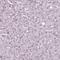 Calcium Voltage-Gated Channel Auxiliary Subunit Gamma 4 antibody, HPA005803, Atlas Antibodies, Immunohistochemistry paraffin image 