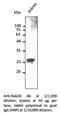 RAB20, Member RAS Oncogene Family antibody, AB0022-200, SICGEN, Western Blot image 