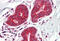 Cytochrome C, Somatic antibody, MBS246032, MyBioSource, Immunohistochemistry frozen image 