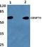 Mediator Complex Subunit 26 antibody, A09340S7, Boster Biological Technology, Western Blot image 