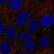 Thrombospondin 3 antibody, NBP2-68953, Novus Biologicals, Immunocytochemistry image 