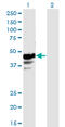 Nicotinate Phosphoribosyltransferase antibody, LS-C139287, Lifespan Biosciences, Western Blot image 