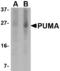 BCL2 Binding Component 3 antibody, LS-C53488, Lifespan Biosciences, Western Blot image 