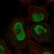 Zinc Finger Protein 667 antibody, HPA030731, Atlas Antibodies, Immunocytochemistry image 