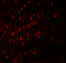 WD Repeat Domain, Phosphoinositide Interacting 1 antibody, 7041, ProSci, Immunofluorescence image 