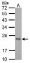 Caspase 6 antibody, PA5-27683, Invitrogen Antibodies, Western Blot image 