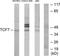 Transcription Factor 7 antibody, TA314601, Origene, Western Blot image 