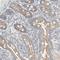 Tubulin Delta 1 antibody, NBP1-87391, Novus Biologicals, Immunohistochemistry frozen image 