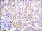 Insulin Receptor antibody, 250723, Abbiotec, Immunohistochemistry paraffin image 