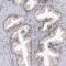 Vestigial Like Family Member 4 antibody, PA5-58467, Invitrogen Antibodies, Immunohistochemistry paraffin image 