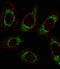 Ornithine Aminotransferase antibody, A01126-1, Boster Biological Technology, Immunofluorescence image 