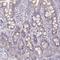 Enp antibody, HPA036494, Atlas Antibodies, Immunohistochemistry paraffin image 