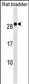 Homeobox B7 antibody, PA5-49026, Invitrogen Antibodies, Western Blot image 