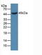 Dickkopf WNT Signaling Pathway Inhibitor 3 antibody, MBS2026776, MyBioSource, Western Blot image 