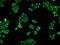 Crystallin Alpha B antibody, M03496-2, Boster Biological Technology, Immunofluorescence image 