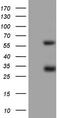 Mesothelin antibody, LS-C790527, Lifespan Biosciences, Western Blot image 