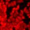 Regenerating Family Member 3 Alpha antibody, LS-C667957, Lifespan Biosciences, Immunofluorescence image 