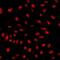 Uridine Monophosphate Synthetase antibody, LS-C667946, Lifespan Biosciences, Immunofluorescence image 