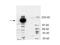 Caspase 5 antibody, A05259, Boster Biological Technology, Western Blot image 