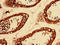 LPS Responsive Beige-Like Anchor Protein antibody, LS-C285555, Lifespan Biosciences, Immunohistochemistry frozen image 
