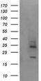 MAGE Family Member A4 antibody, MA5-26117, Invitrogen Antibodies, Western Blot image 