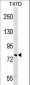 SEL1L Adaptor Subunit Of ERAD E3 Ubiquitin Ligase antibody, LS-C168941, Lifespan Biosciences, Western Blot image 