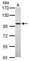 Glycogen Phosphorylase, Muscle Associated antibody, NBP2-16689, Novus Biologicals, Western Blot image 