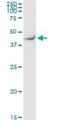 Tektin-2 antibody, H00027285-M02, Novus Biologicals, Western Blot image 