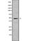 ArfGAP With FG Repeats 2 antibody, abx148045, Abbexa, Western Blot image 