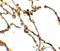 CD55 Molecule (Cromer Blood Group) antibody, A00910, Boster Biological Technology, Immunohistochemistry frozen image 