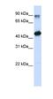 High Mobility Group 20A antibody, orb330046, Biorbyt, Western Blot image 