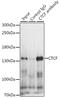 CCCTC-Binding Factor antibody, GTX32541, GeneTex, Immunoprecipitation image 